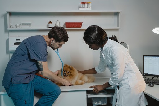 Dog's Doctor